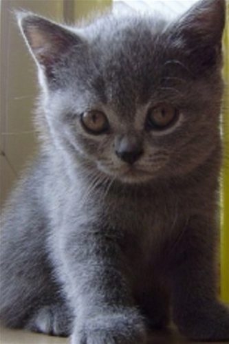 In het west vlaamse ben ik opzoek naar een kitten voor men kids