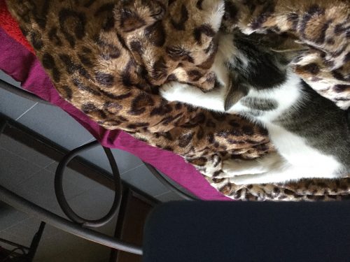 Speelkameraadje (kitten) gezocht voor winnie