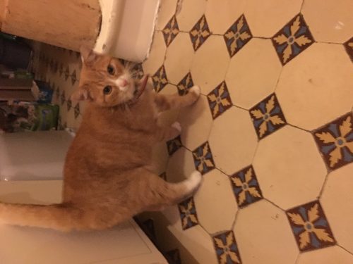 Rosse kattin zoekt thuis