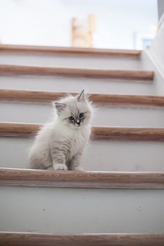 Kittens gezocht voor binnen.