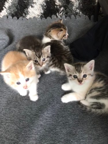 4 hele lieve kittens mogen weg