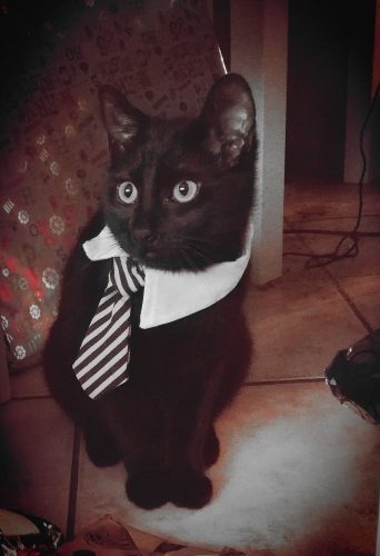 Opzoek naar een speelkameraadje voor Baggy