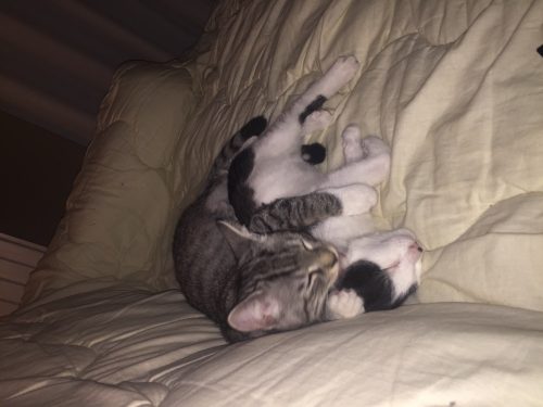 Kater(tijger) en kattin (zwart wit)