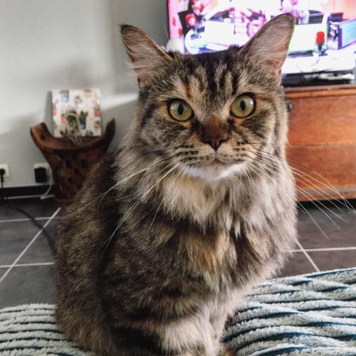 Op zoek naar een kitten