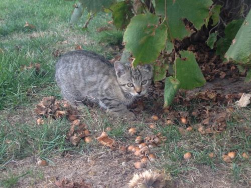 kittens regio vlaamse ardennen