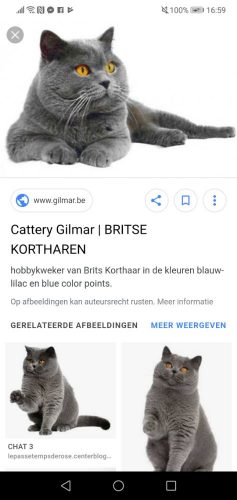 Katertje en kattintje gezocht