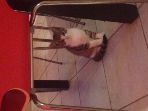 Grijs tijgertje (3 maanden) opzoek naar een echte dierenvriend