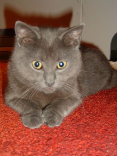 grijs kitten gezocht