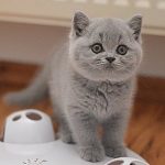 Ik ben op zoek naar een Britse korthaar