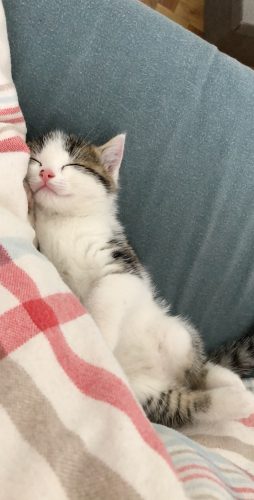 Op zoek naar een lief katje :)