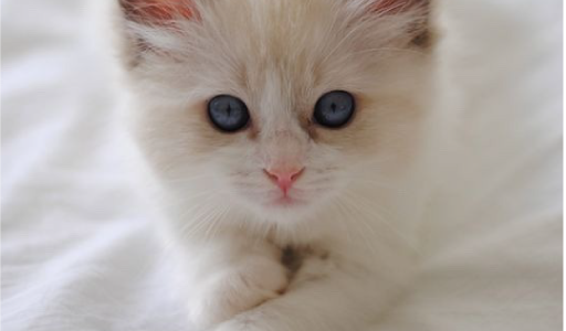 White-Kitten-Blue-Eyes_580x