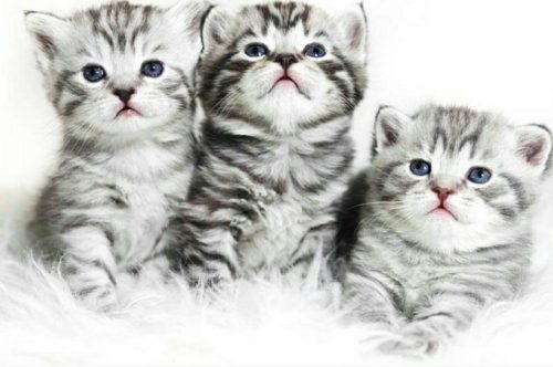 Gezocht: een kitten (poes) in Amsterdam Centrum/Oost/Zeeburg