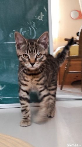 we zijn op zoek naar een nieuw kitten in ons gezin …