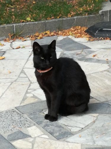 Kattin