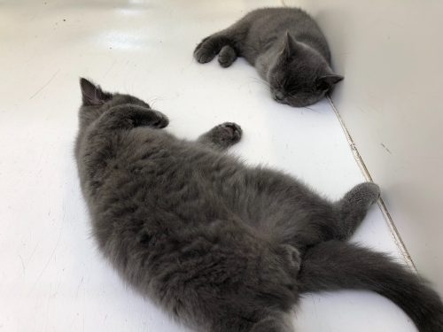 Huisgenootje gezocht