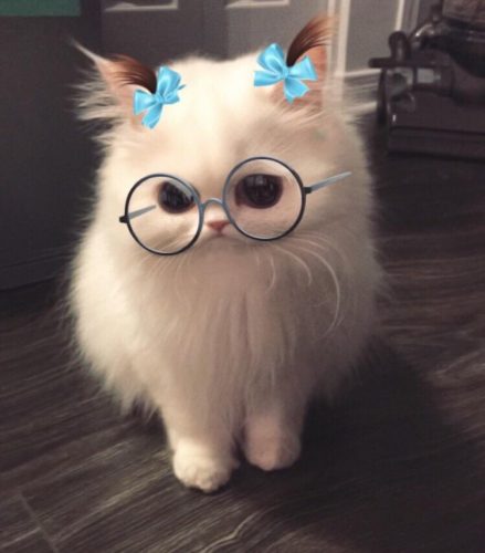 gek geworden Motel droefheid Nu ook superleuke kattenfilters op Snapchat