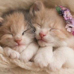 schattige-kittens