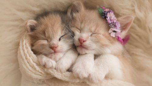 ik zoek lieve schattige kittens