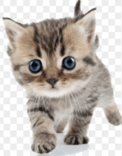 Ik zoek een gezond kittentje