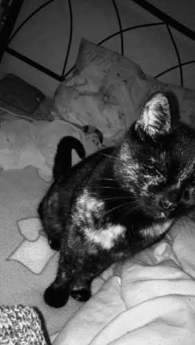 Ik ben opzoek naar een kitten.