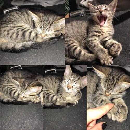 4 kittens van 11 Weken zoeken een geode thuis