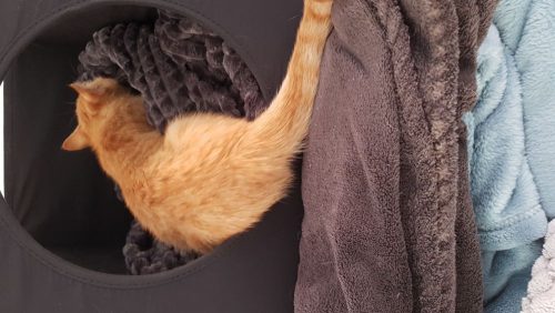 Op zoek naar een kitten (m/v)