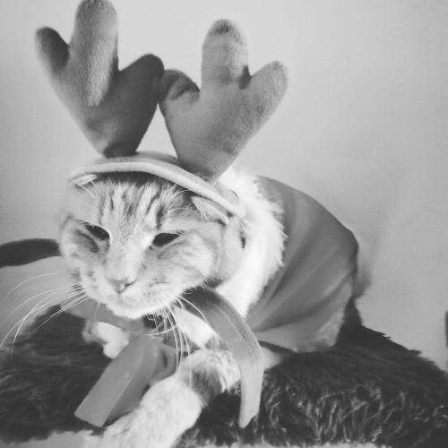 Ros kittentje