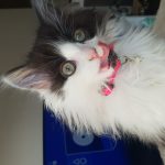 Vriendinnetje gezocht voor onze kitten