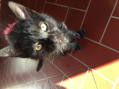 witte kitten gezocht