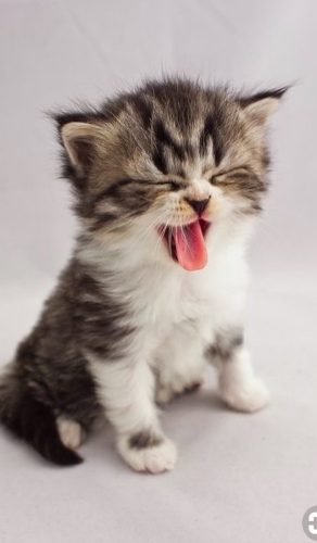 Kitten (vrouwtje) gezocht