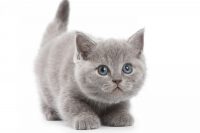 Op zoek naar een kitten
