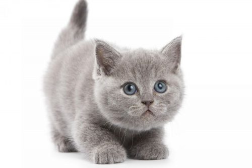 Op zoek naar een kitten
