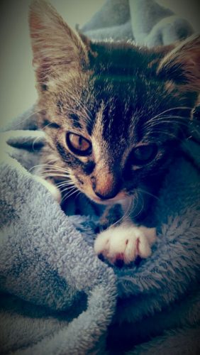 Op zoek naar 2 kittens