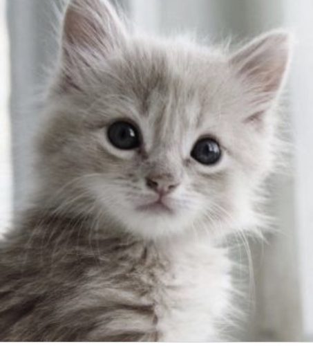 Opzoek naar katje voor de familie