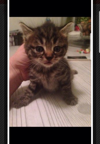 Zoek kat of kitten sta open voor alle voorstellen