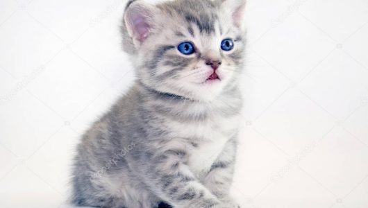depositphotos_128820960-stock-photo-cute-american-shorthair-cat-kitten