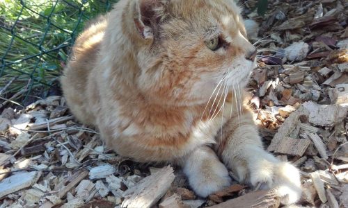 Kitten/jonge poes gezocht