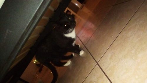 Milo zoekt een thuis liefst zonder andere diergenoten