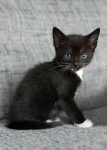 Opzoek naar een lief kitten