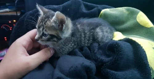 Opzoek naar kitten