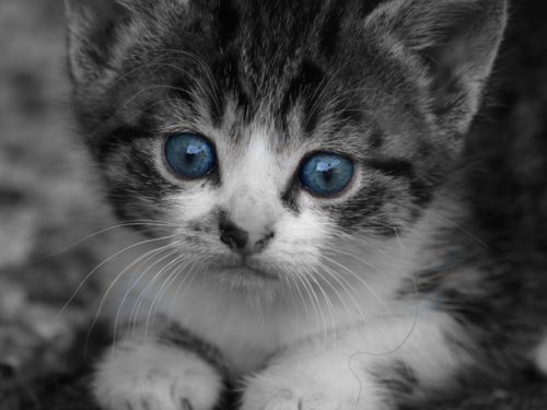 Ik ben opzoek naar een liefje klien kat liever tussen 2 tot 5 maand oud regio gent of in de buurt van gent