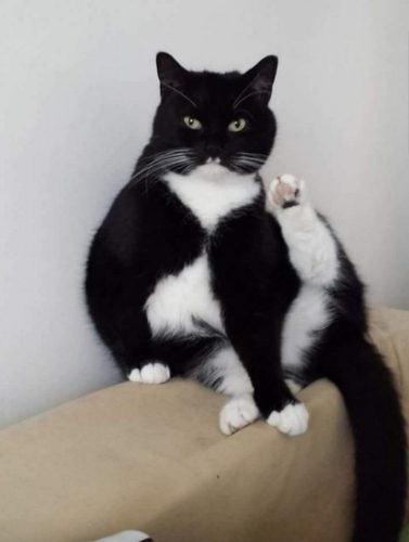 Kitten gezocht