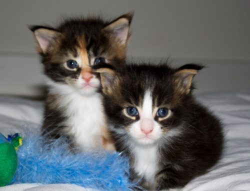 Gratis 2 6kittens