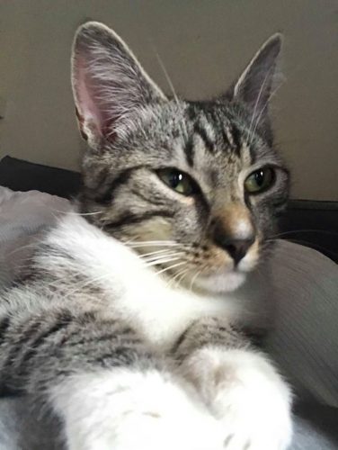 Zwarte kattin en grijze kater te geef