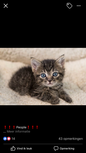 Liefdevolle koppel opzoek naar een lief kitten (poesje)