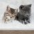 3116175-Fotobehang-2-Schattige-kittens