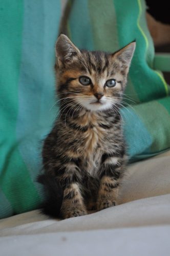Dringend op zoek naar een kitten als cadeau voor een heel grote kattenvriend