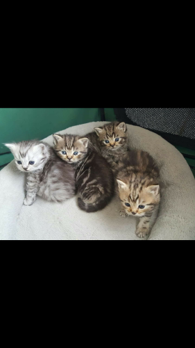 Hallo ik ben op zoek naar een tijger kitten