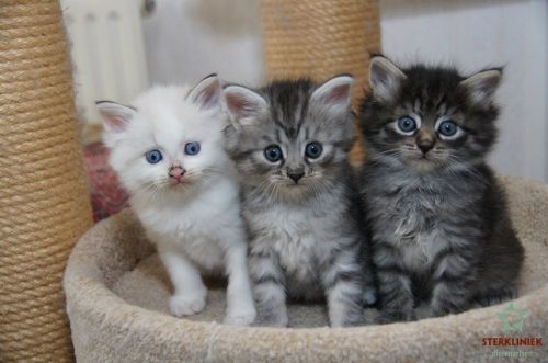 ik ben op zoek naar 2 kittens