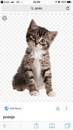 We zoeken een kitten voor een warm nestje te geven